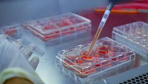 Serology